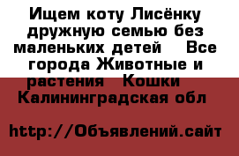 Ищем коту Лисёнку дружную семью без маленьких детей  - Все города Животные и растения » Кошки   . Калининградская обл.